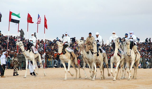 Camel racing Dubai